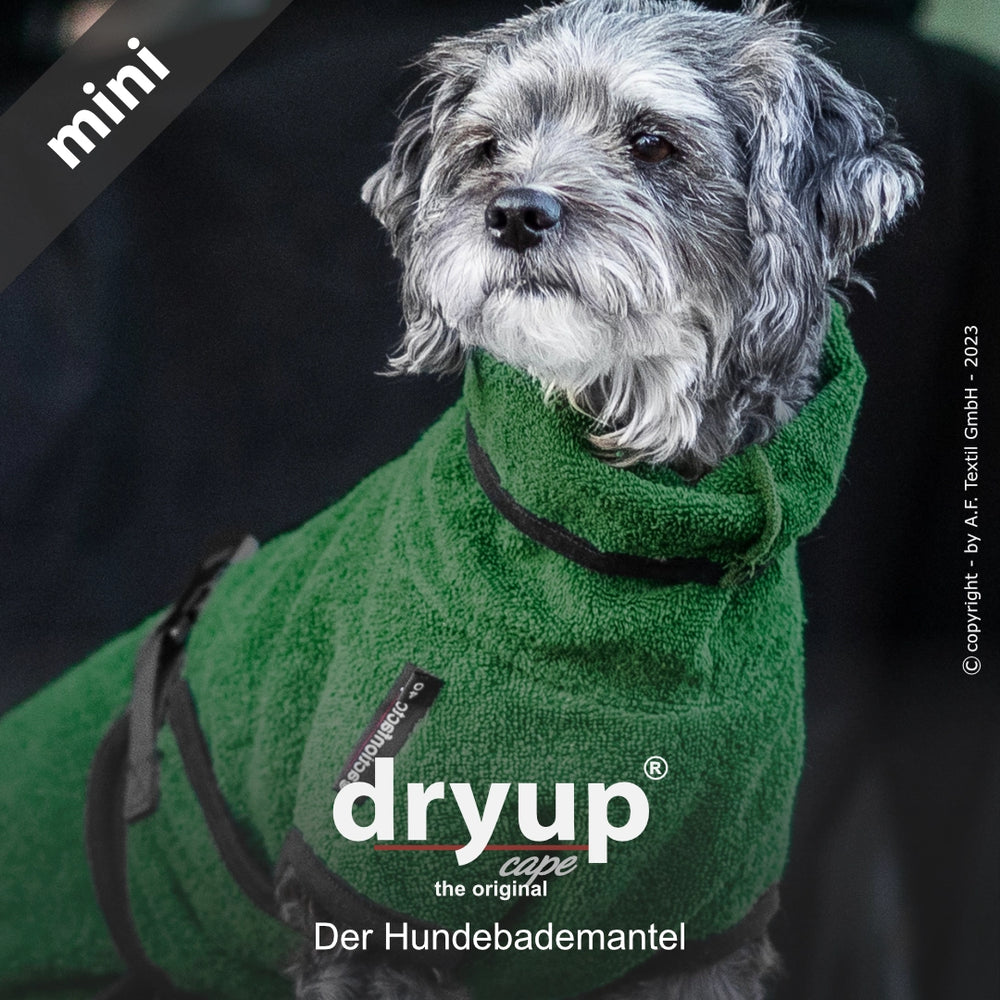 Kleiner Hund im grünen Dryup® Hunde-Bademantel mit Kapuze, aus weichem, saugfähigem Material gefertigt.