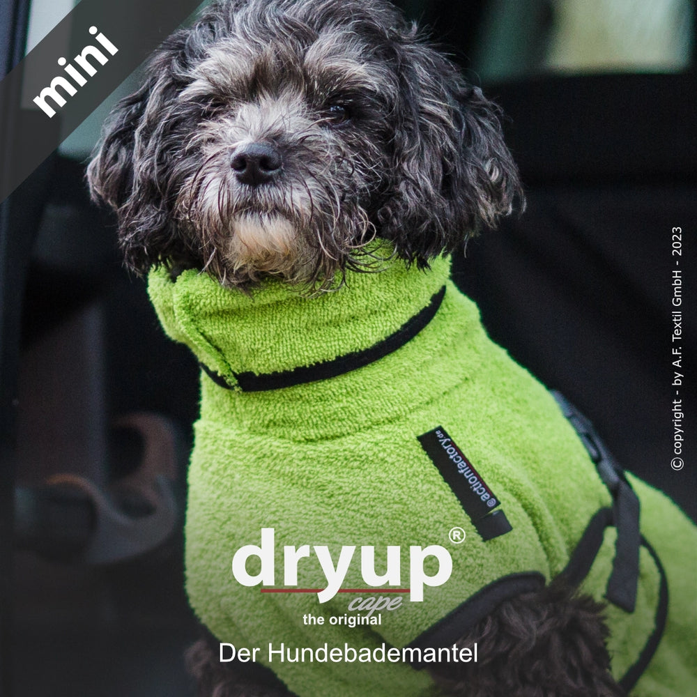 Kleiner Hund im flauschigen grünen Bademantel von Dryup® mit schwarzen Details, aufmerksam vor einem Fahrzeug stehend.