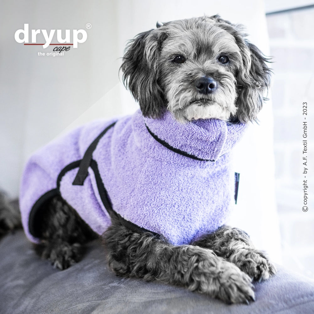 Hund im lila Dryup® cape mini Bademantel mit hohem Kragen und schwarzem Gurt auf hellem Untergrund.