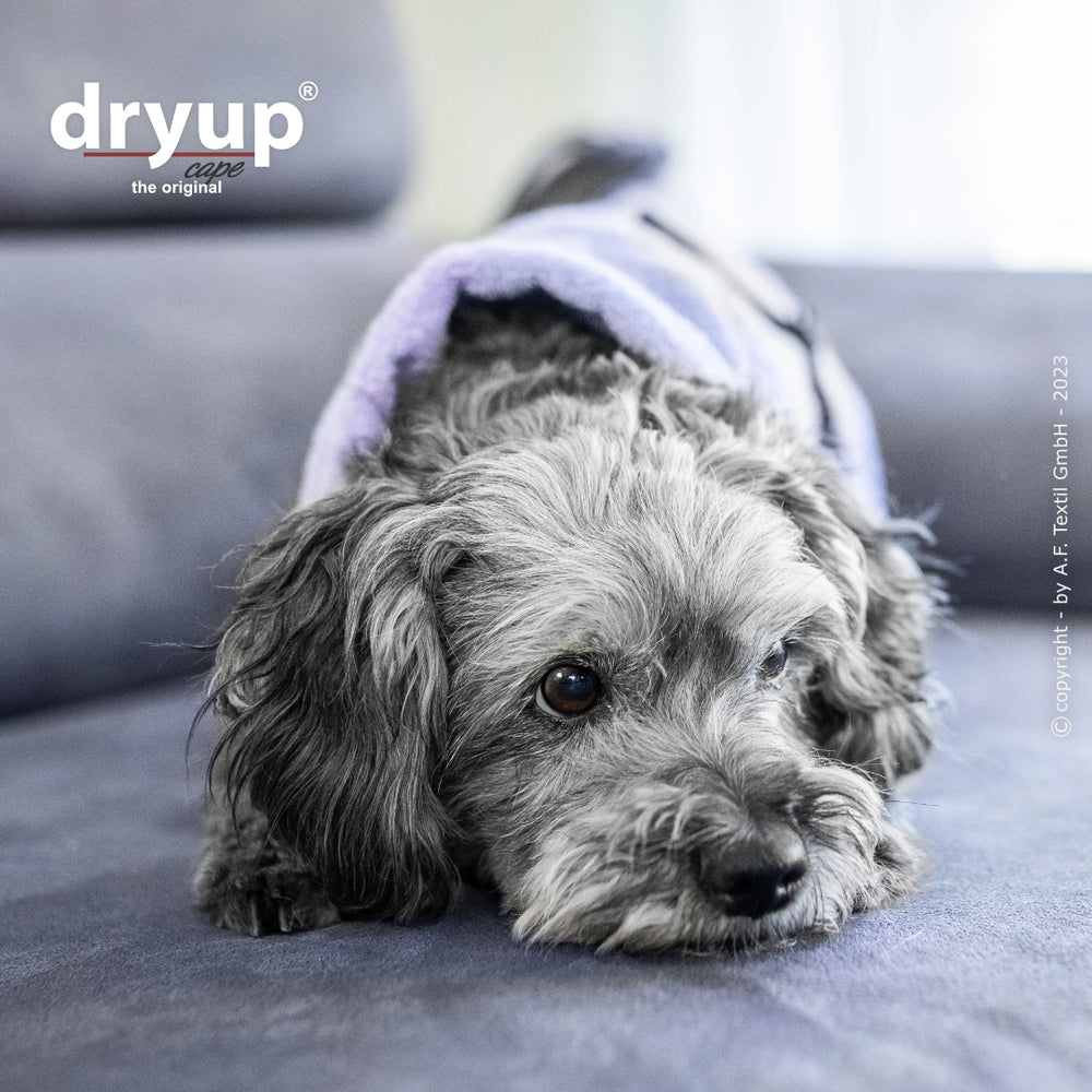 Kleiner grauer Hund auf Sofa mit lila Pullover, entspannt und melancholisch, neben Dryup® Logo.
