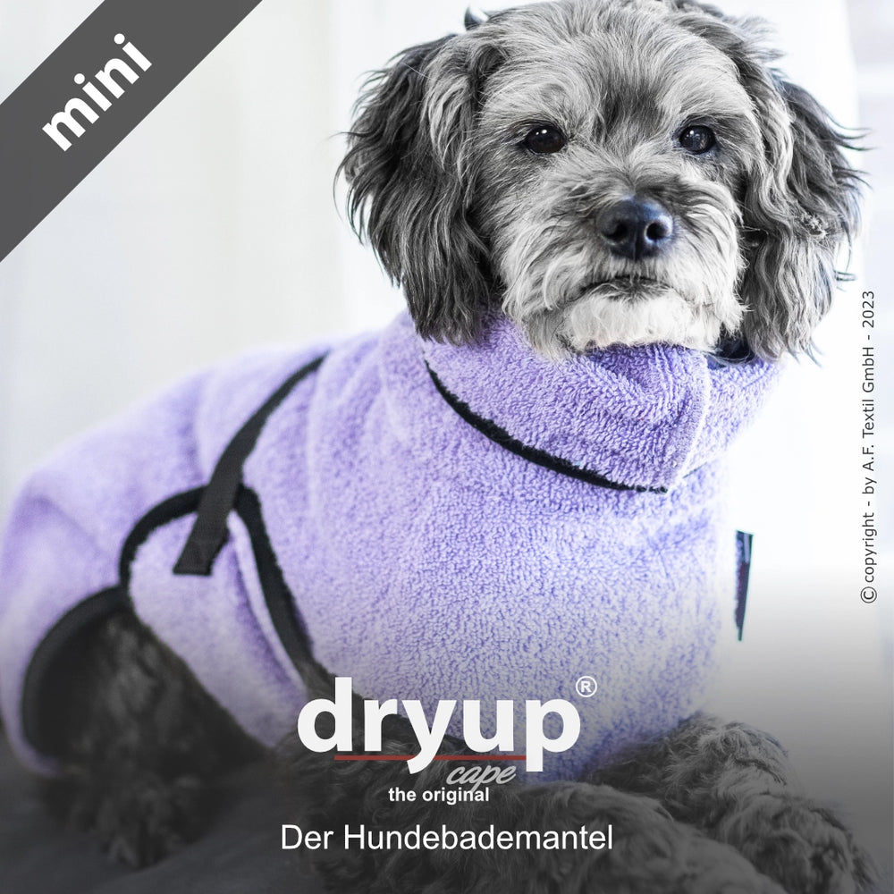 Kleiner Hund im lila Dryup® Hundebademantel, flauschig und strapazierfähig, ideal zum Trocknen nach dem Baden.