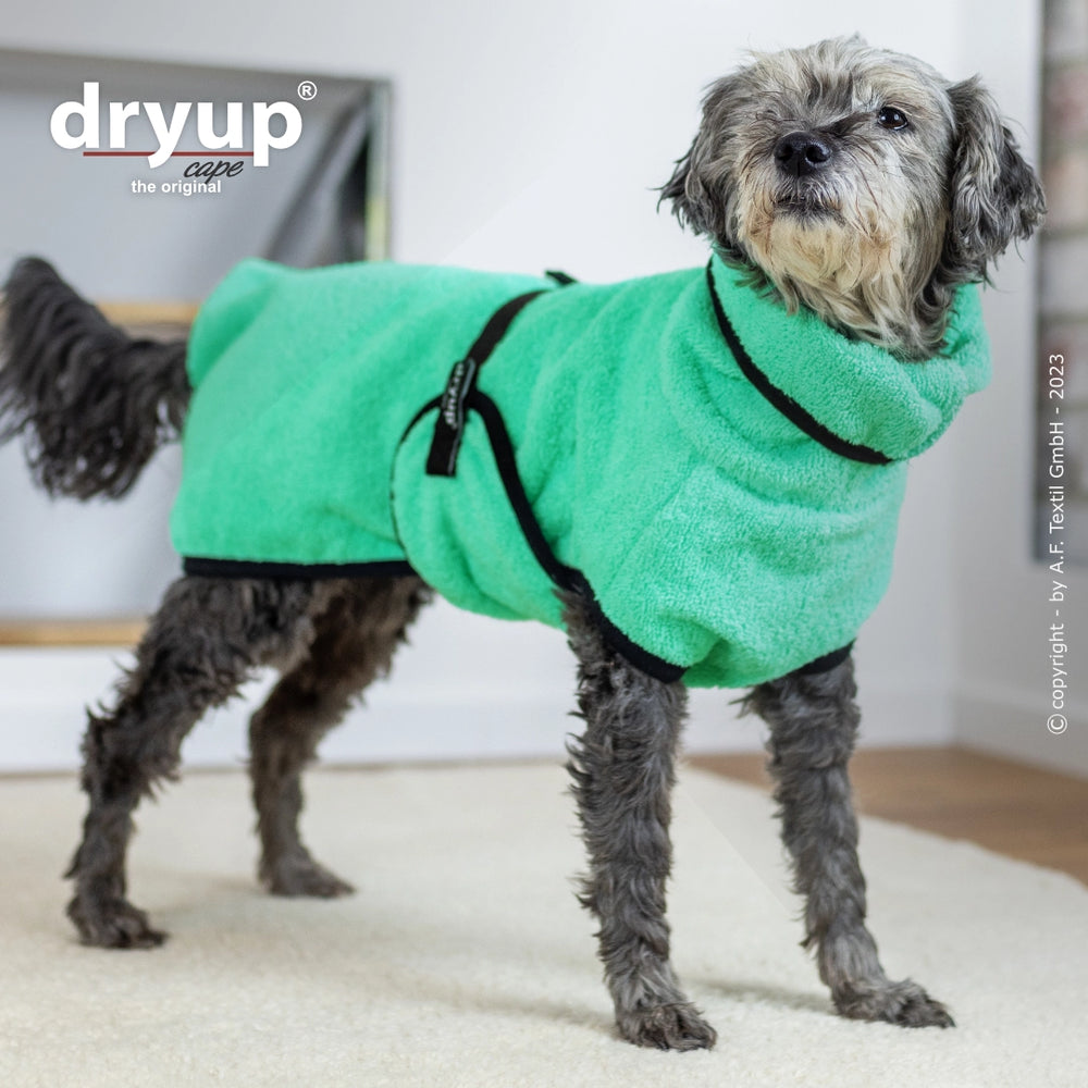 Hund im flauschigen, grünen Dryup® Cape Mini Hundebademantel mit hohem Kragen und schwarzer Schnalle auf hellem Boden.