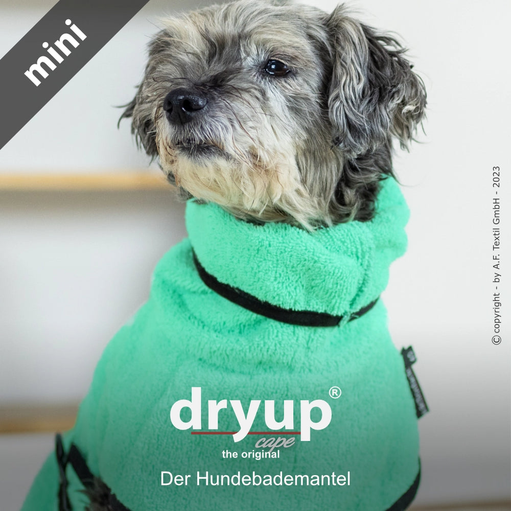 Kleiner Hund im mintgrünen Dryup® Hundebademantel mit Reißverschluss, ideal zum Trocknen nach dem Baden.