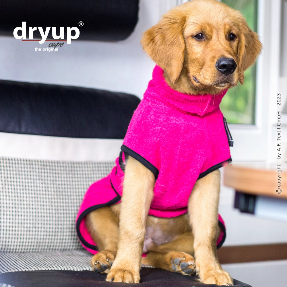 Golden Retriever Welpe im pinken Fleece-Mantel sitzt auf einem Stuhl in hellem Raum, ideal für nach dem Baden.