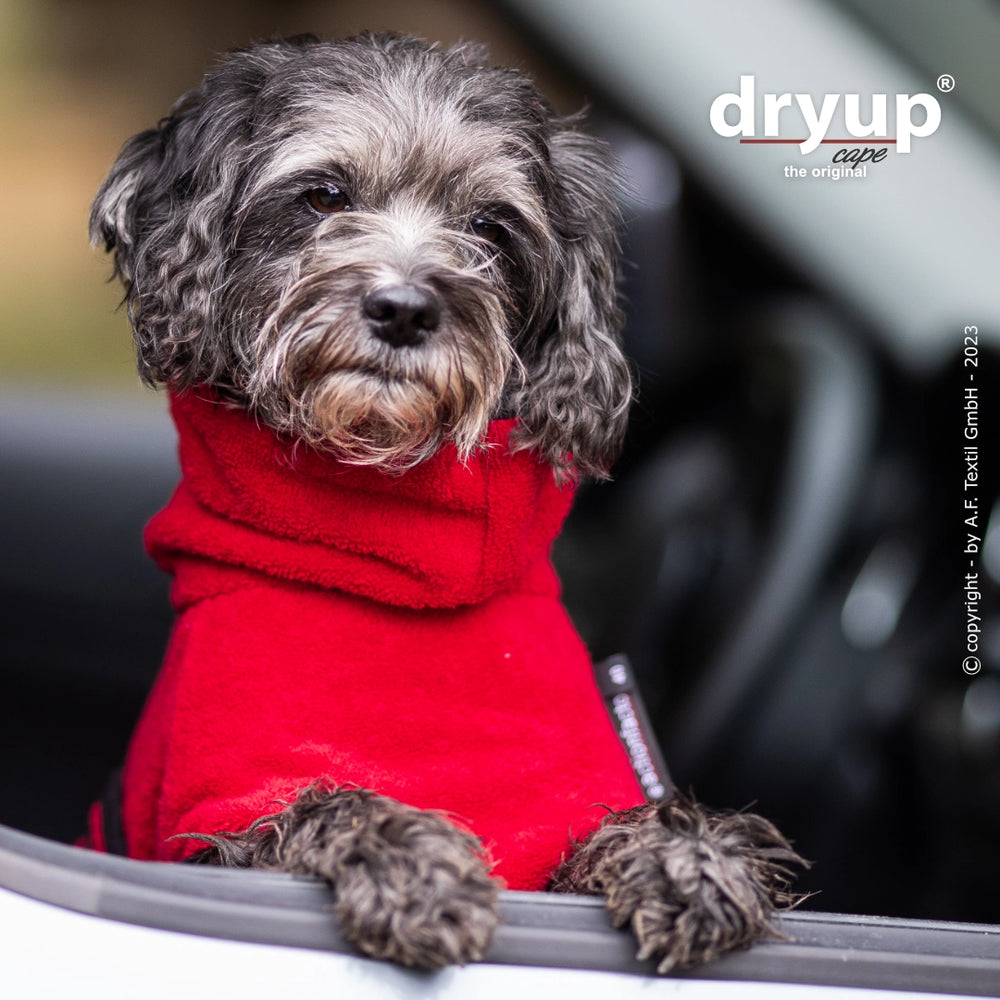 Kleiner Hund in rotem Bademantel auf Autofensterbank, schaut neugierig nach draußen. Dryup® cape mini.