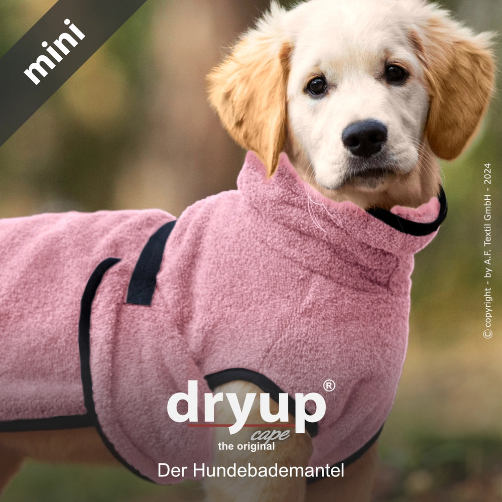 Kleiner Hund im rosafarbenen Dryup® Hundebademantel mit hohem Kragen und Bauchverschluss nach dem Baden.