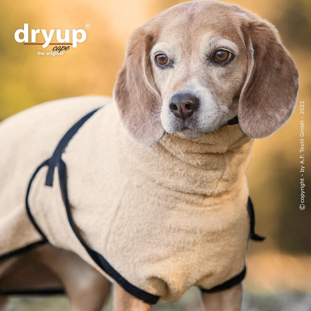 Beagle im beigen Dryup® Hundebademantel mit schwarzen Schnallen, steht draußen vor unscharfem Hintergrund.