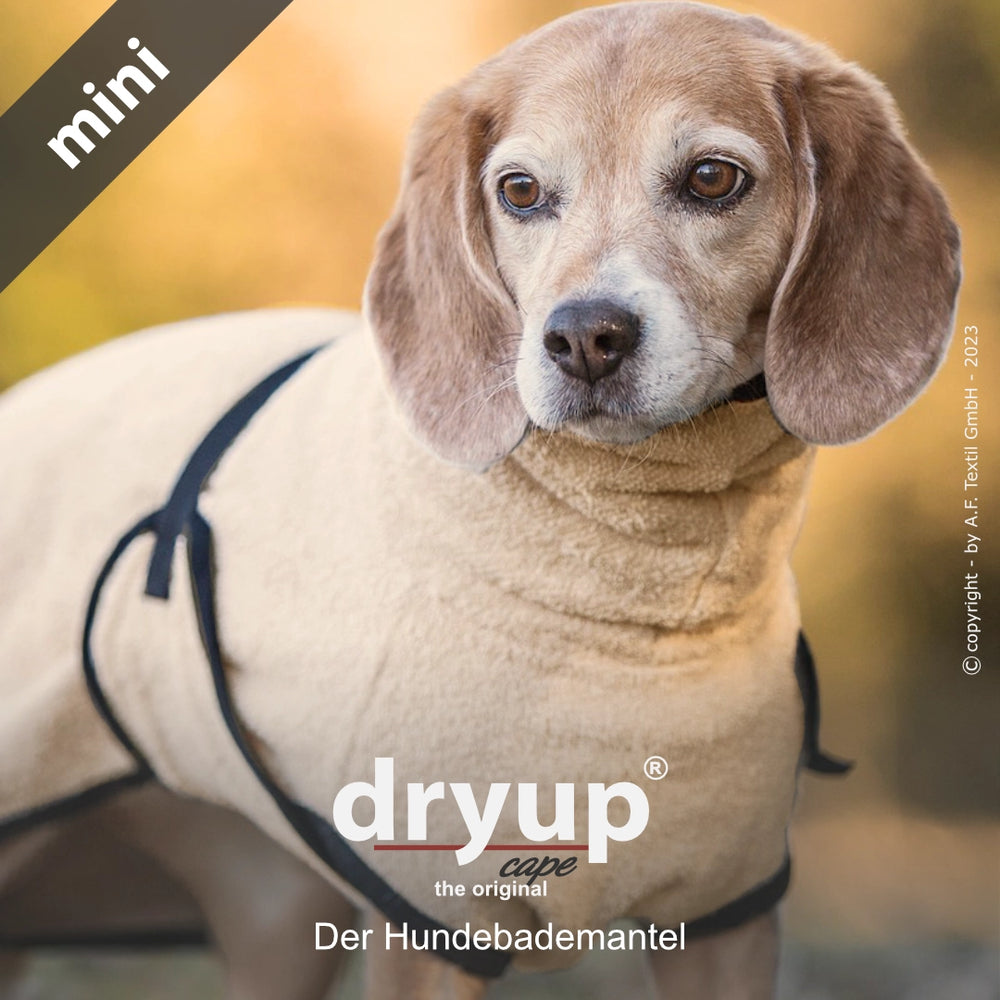 Beagle im beigen Dryup® Cape Mini Hundebademantel in natürlicher Umgebung. Flauschig und perfekt für kleine Hunde.