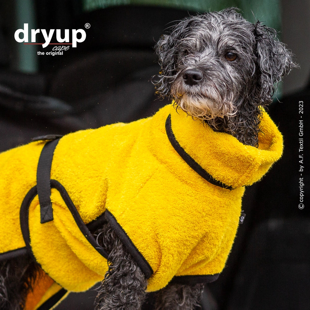 Kleiner Hund mit lockigem, schwarzem Fell trägt gelben Dryup® Cape Mini Hundebademantel mit hohen Kragen und schwarzen Bändern.