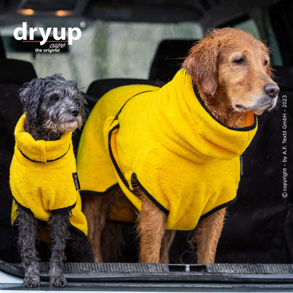 Zwei Hunde im Auto: Ein goldenbrauner und ein schwarzer, lockiger Hund tragen gelbe Fleece-Decken von Dryup® cape mini.