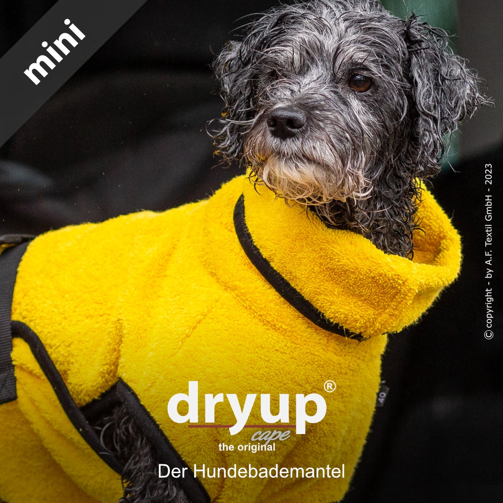 Kleiner schwarzhaariger Hund im leuchtend gelben Frottee-Bademantel von Dryup, aufrecht stehend.