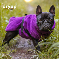Französische Bulldogge im lila Hundebademantel von dryup® auf grünem Weg in natürlicher Umgebung.