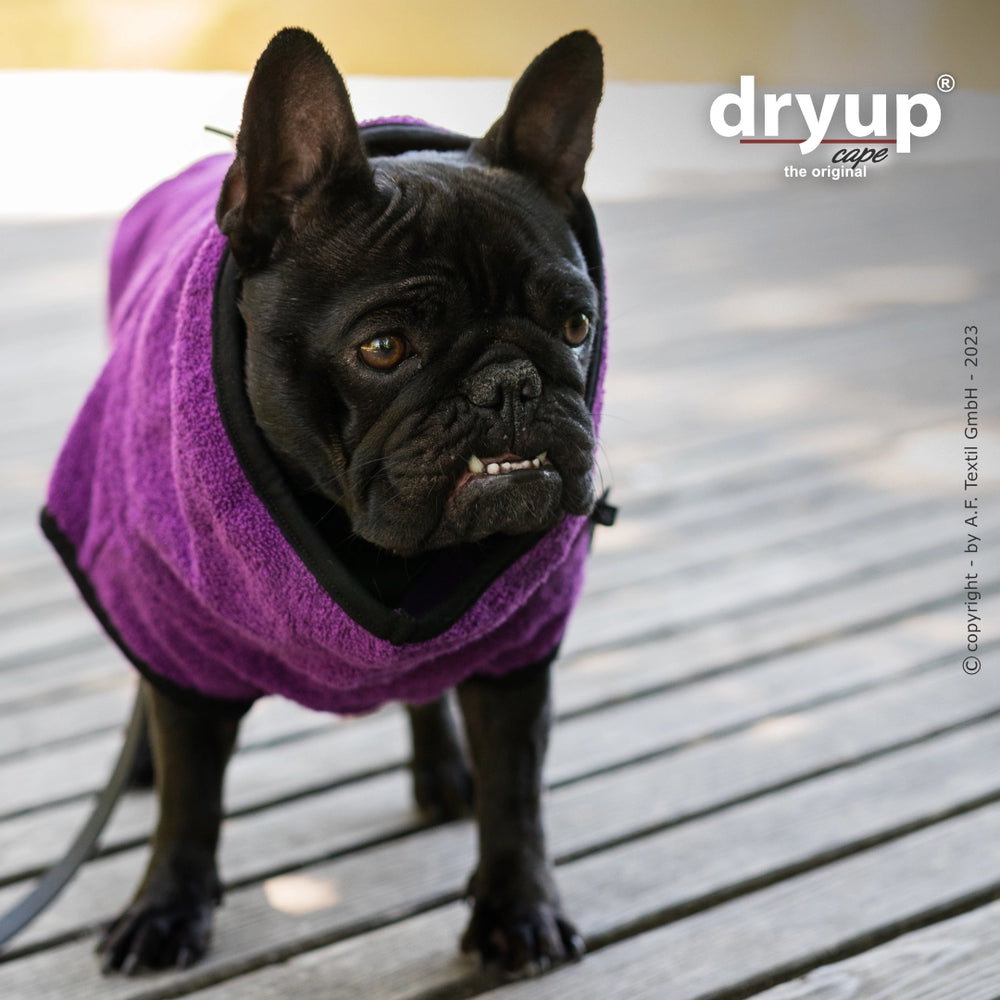 Schwarze französische Bulldogge im lila Hundebademantel von dryup auf Holzdeck mit unscharfer Wasserfläche im Hintergrund.