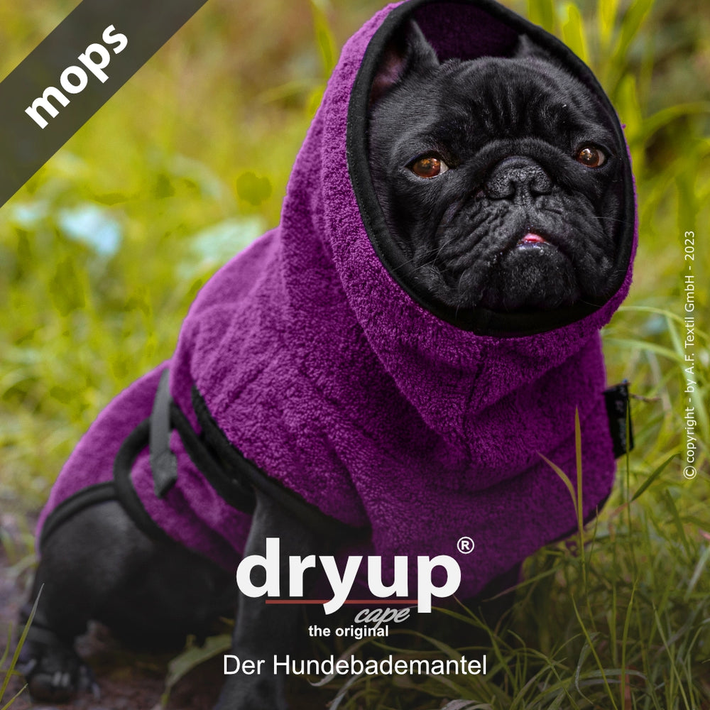 Mops im lila Hundebademantel mit Kapuze, ideal für nach dem Baden. Original von dryup® für optimale Pflege.