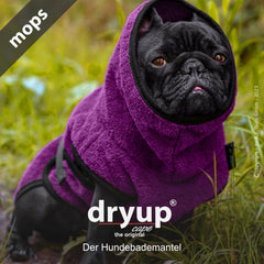 Mops im lila Hundebademantel mit Kapuze, ideal für nach dem Baden. Original von dryup® für optimale Pflege.