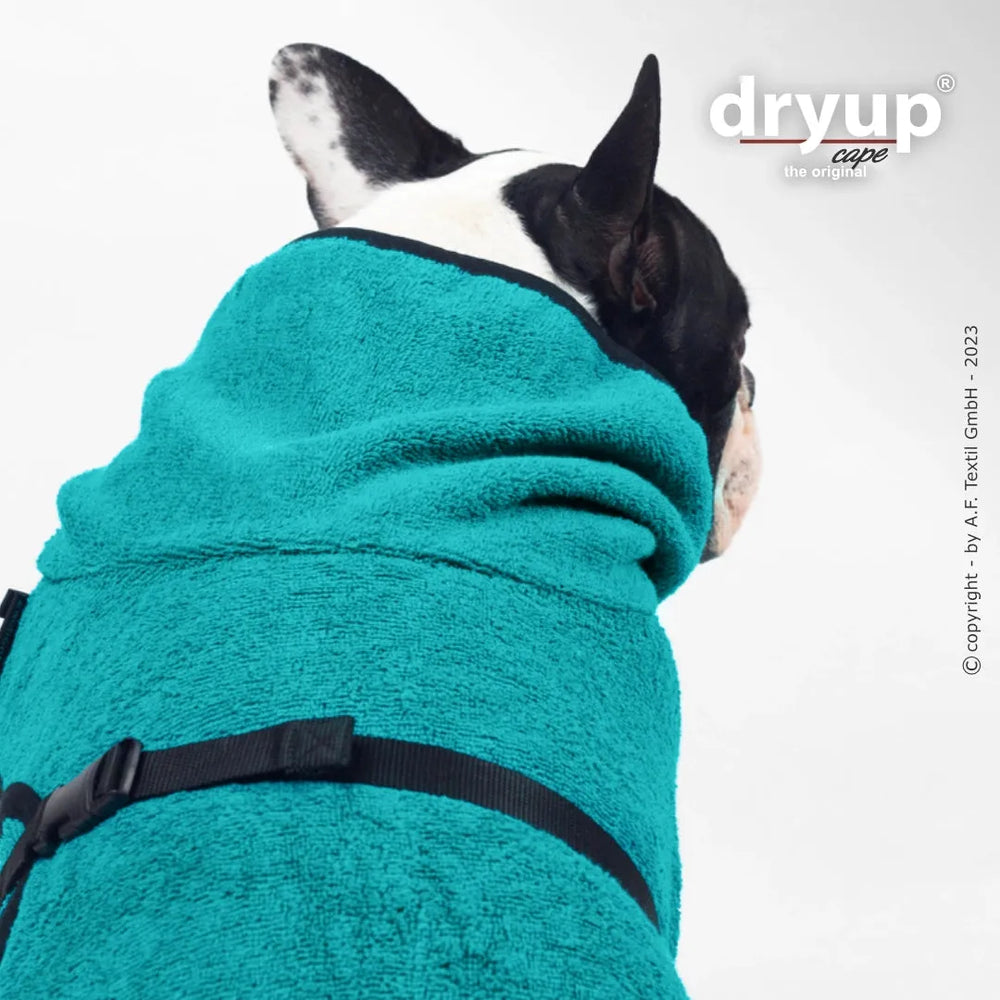 "Turquoise Hundebademantel von Dryup® für Mops & Co, mit hohem Kragen und schwarzen Befestigungsgurt."