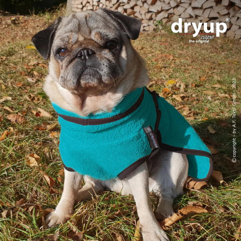 Mops in türkisfarbenem Hundebademantel auf grünem Gras mit herbstlichen Blättern und Holzscheiten im Hintergrund.