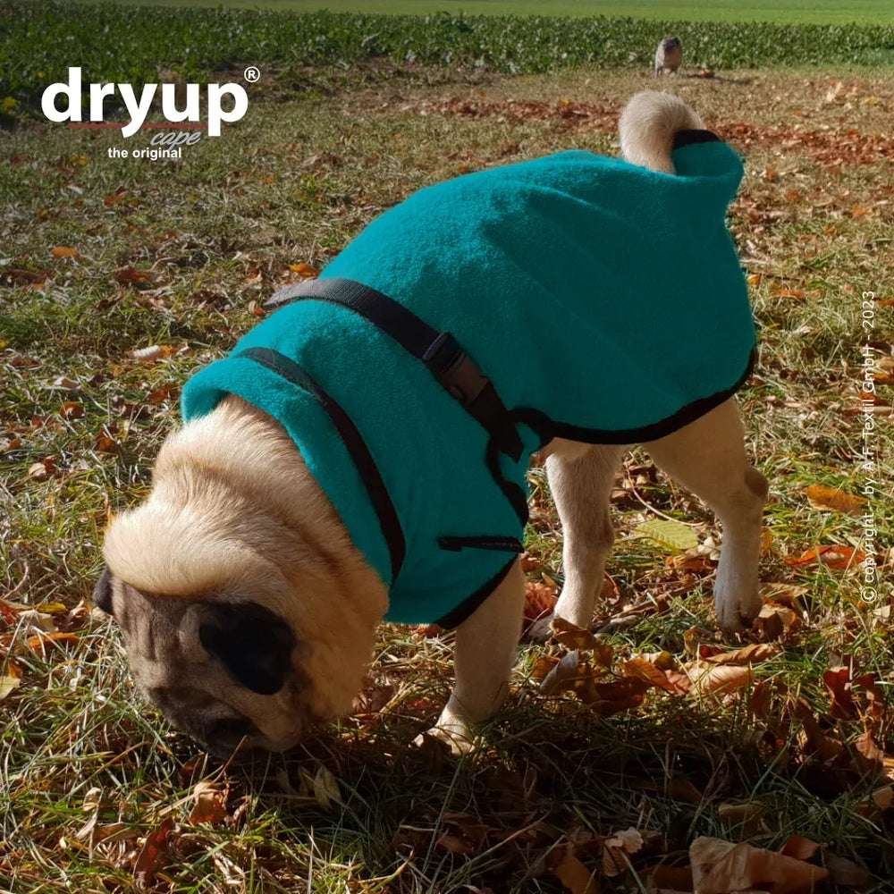 Mops im hellblauen Fleece-Hundebademantel schnüffelt auf einer herbstlichen Wiese mit bunten Blättern.