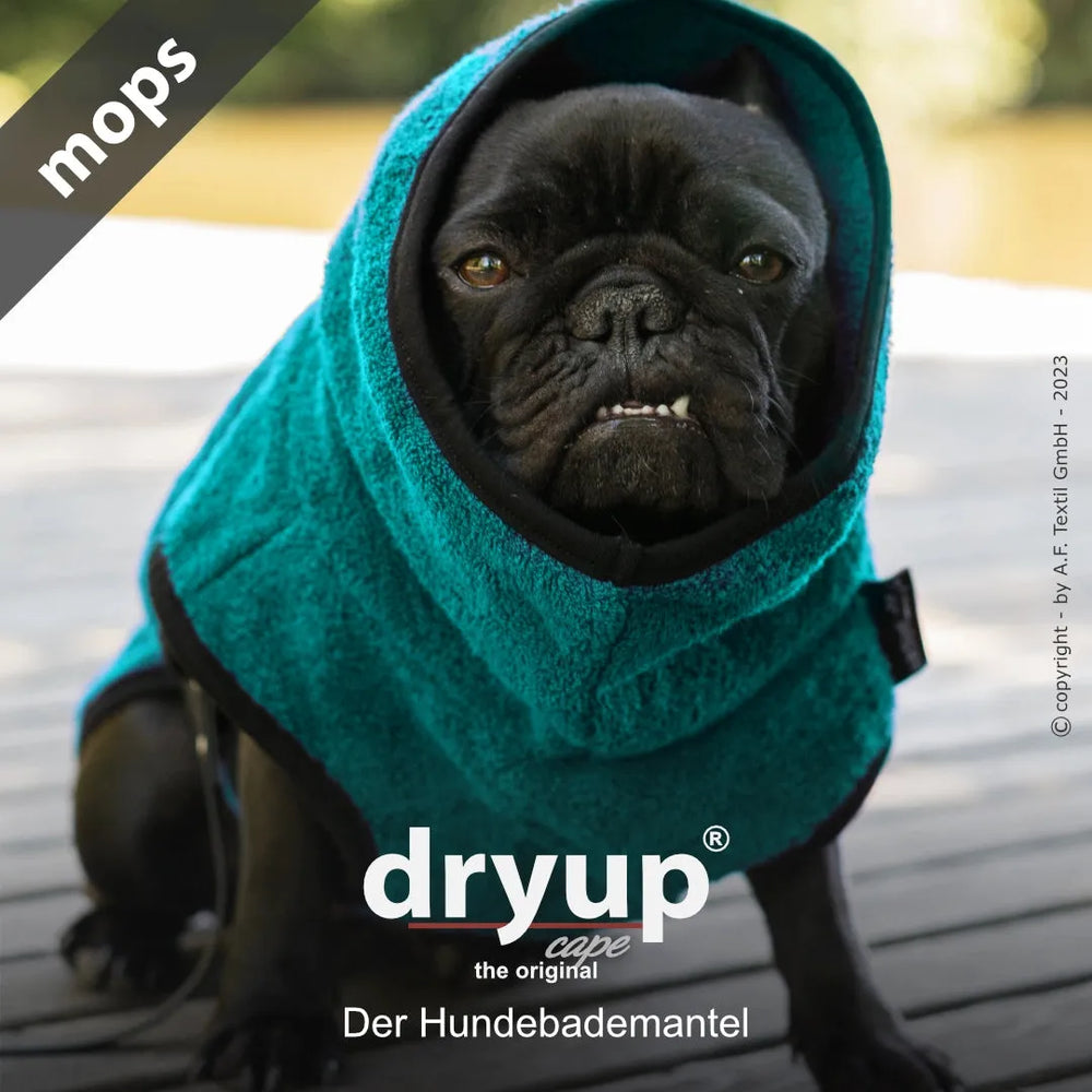 Schwarzer Mops im blauen, saugfähigen Hundebademantel mit Kapuze, entspannt und schaut in die Kamera.