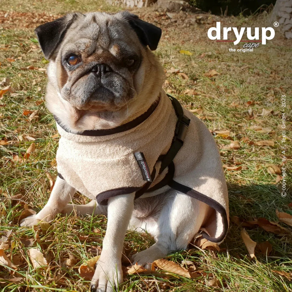 Mops im beigefarbenen Dryup® Hundebademantel auf herbstlichem Boden mit Gras und Blättern.