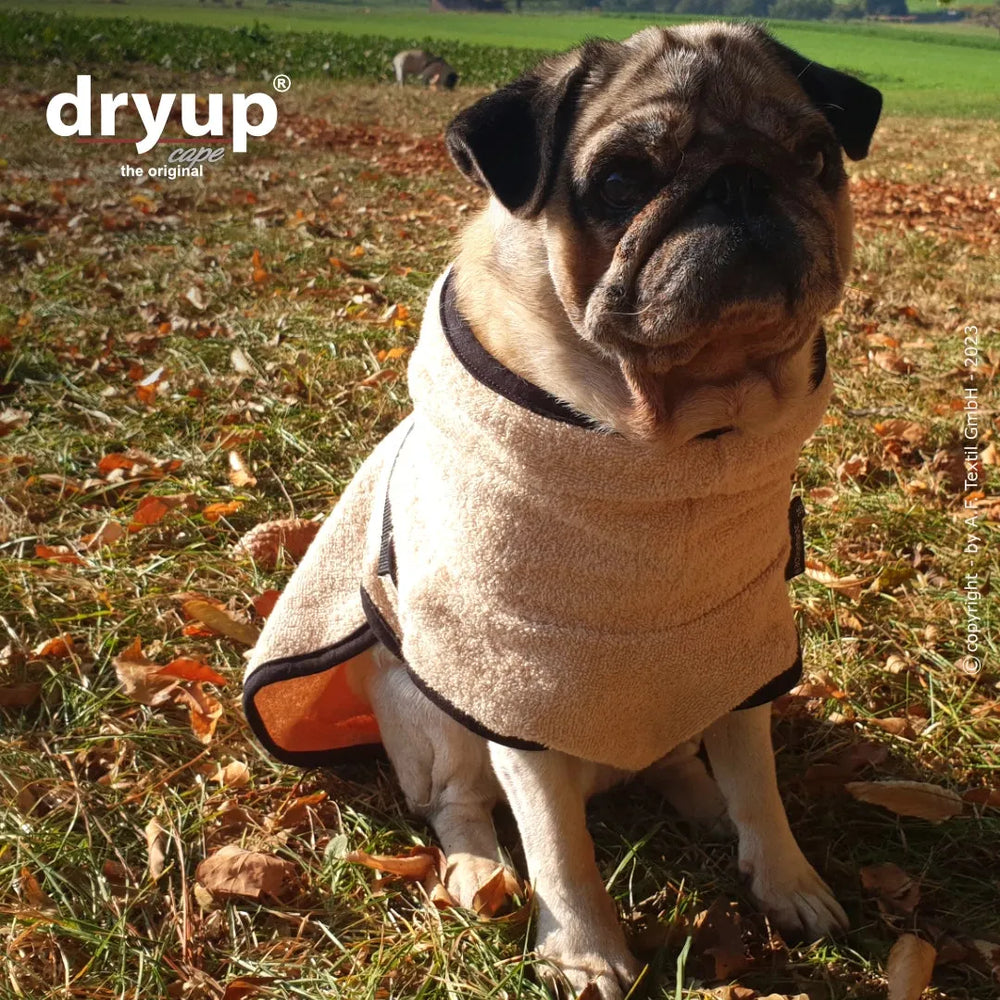 Mops im beigen Dryup® Hundebademantel auf Wiese mit herabgefallenen Blättern.