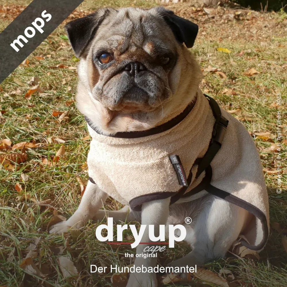 Mops trägt beigen Dryup® Hundebademantel in herbstlicher Umgebung mit Gras und Laub.