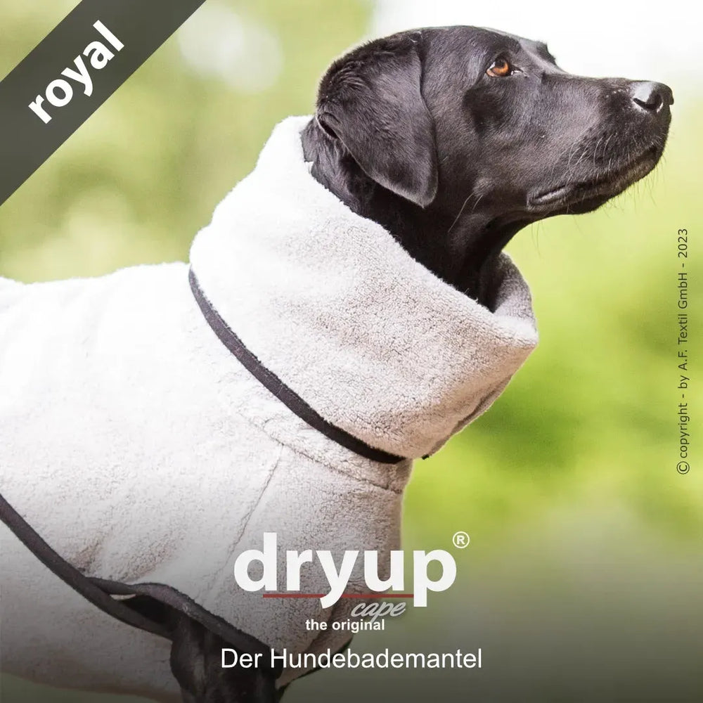 Hund im grauen Dryup® Bademaantel mit hohem Kragen, perfekt zum Trocknen nach dem Baden oder Spaziergang.