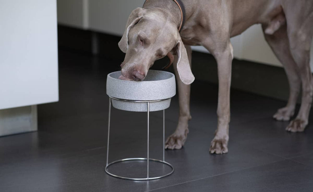 Hund frisst aus erhöhtem Edelstahl-Napf mit grauer Steinoptik auf silbernem Gestell, dunkler Boden.