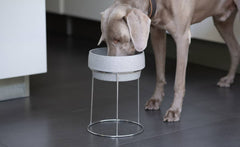 Hund frisst aus grauem Futternapf auf modernem Edelstahlständer auf schwarzem Untergrund.