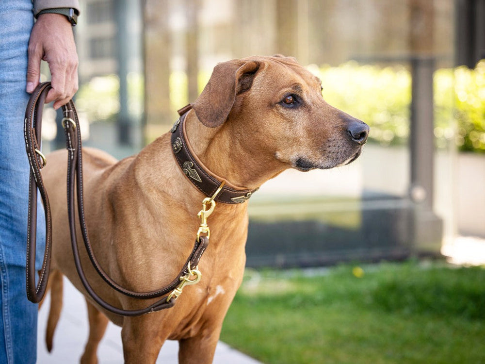 Brauner Hund mit goldenem Halsband an der Leine vor grünen Pflanzen und modernem Gebäude.