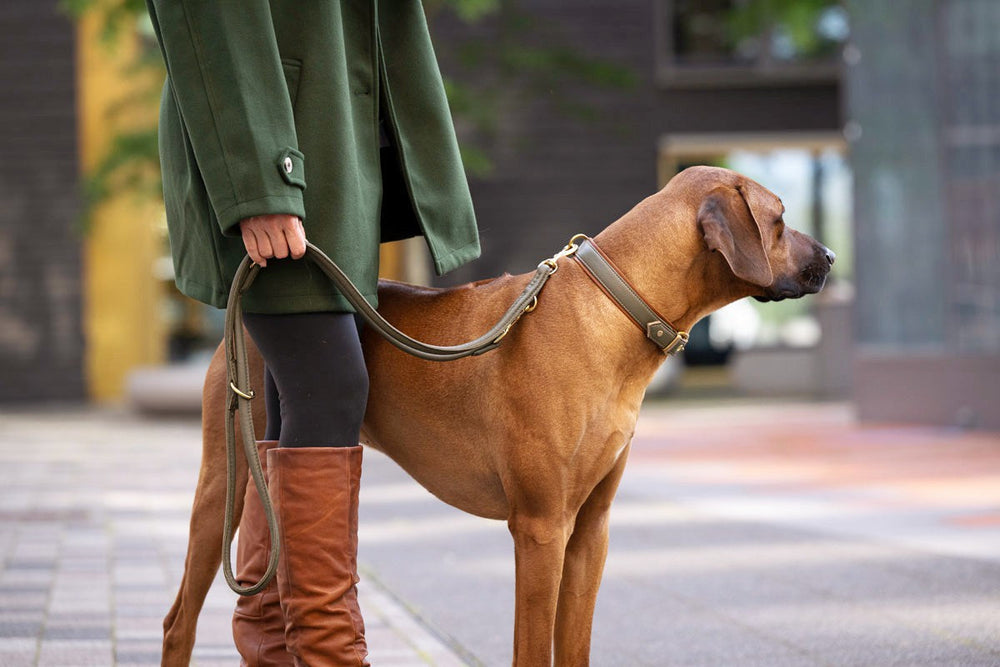 Frau im grünen Mantel mit Rhodesian Ridgeback an einer kurzen Leine in urbaner Umgebung.