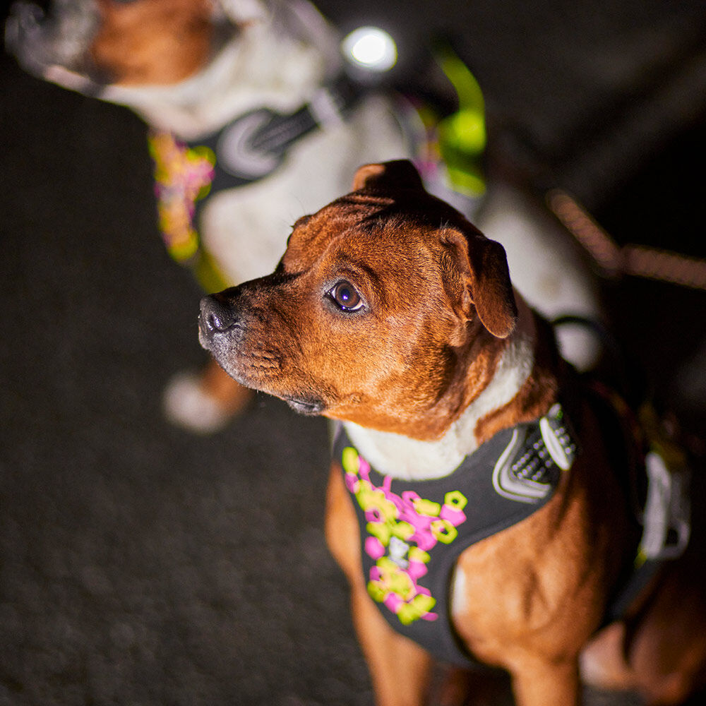 Hundegeschirr Weekend Warrior Harness II – zusätzliche Produktansicht 1