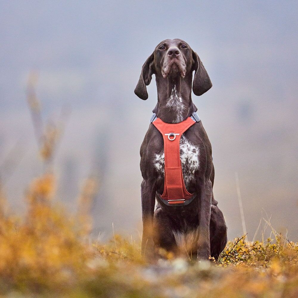 Hundegeschirr Rover Harness – zusätzliche Produktansicht 3