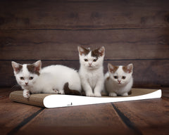 weiß,  gestrichen (000x) - Bild 2