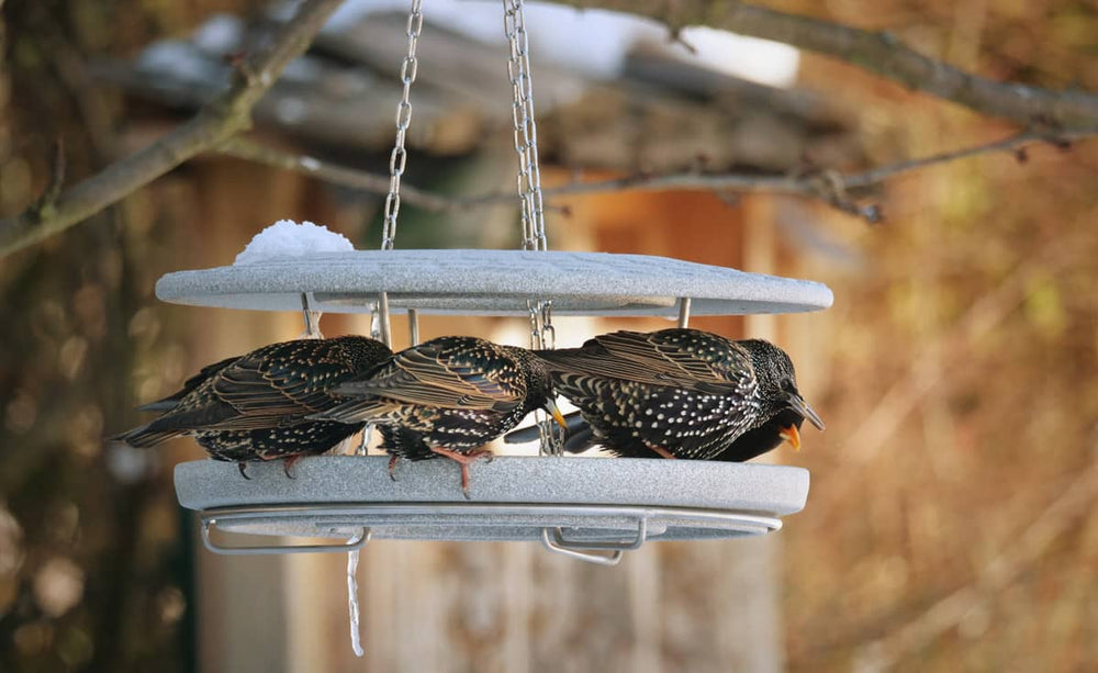 "Klassisches Futterhaus Granicium mit Staren in winterlicher Landschaft, ideal für die Vogelfütterung."