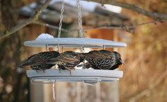 "Klassisches Futterhaus Granicium mit Staren in winterlicher Landschaft, ideal für die Vogelfütterung."