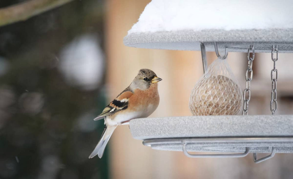 Kleiner Vogel sitzt am schneebedeckten Futterhaus Granicium mit Futterball im Hintergrund.