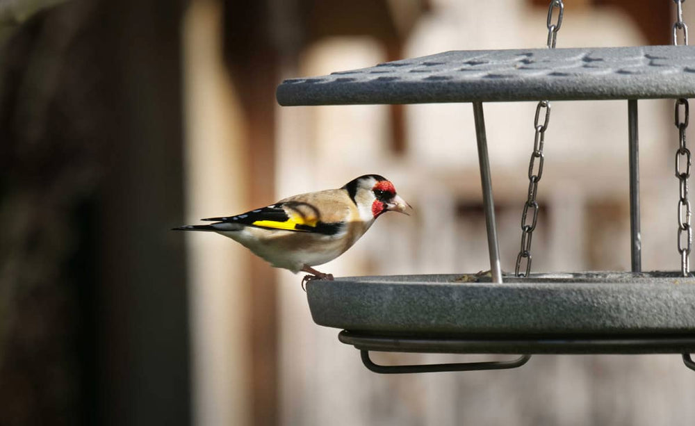 Goldfinch frisst an einem Futterhaus Granicium, umgeben von unscharfer Natur.