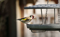 Goldfinch frisst an einem Futterhaus Granicium, umgeben von unscharfer Natur.