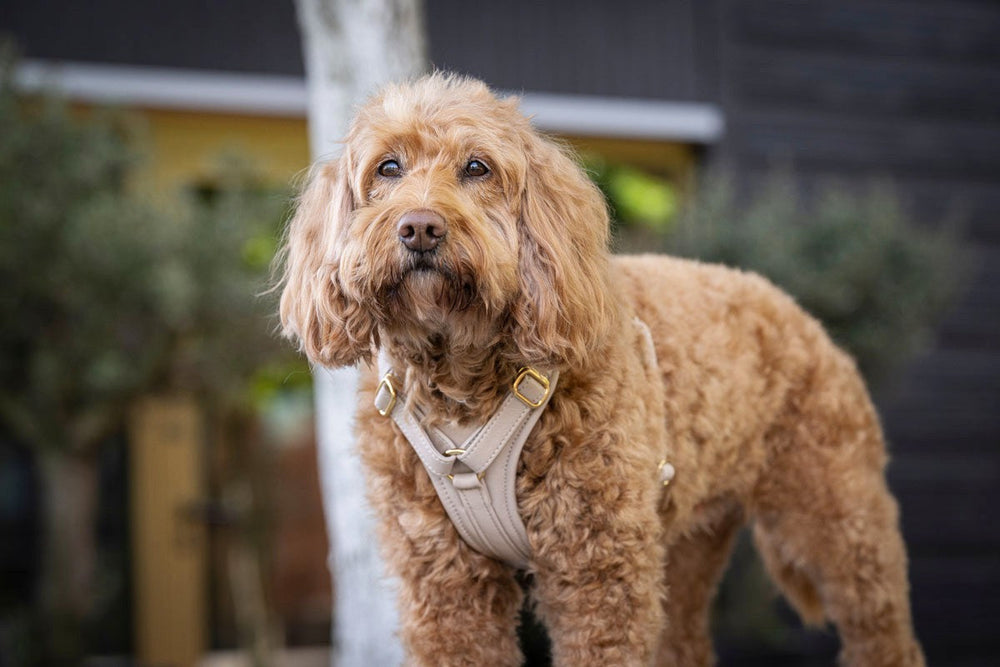 Braunblonder Hund mit lockigem Fell trägt ein beige Ledergeschirr, steht aufrecht vor unscharfem, grünem Hintergrund.