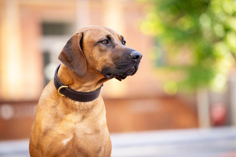 "Brauner Hund mit schwarzem Halsband in urbaner Umgebung, der zur Seite blickt, umgeben von sanften grünen Farbtönen."