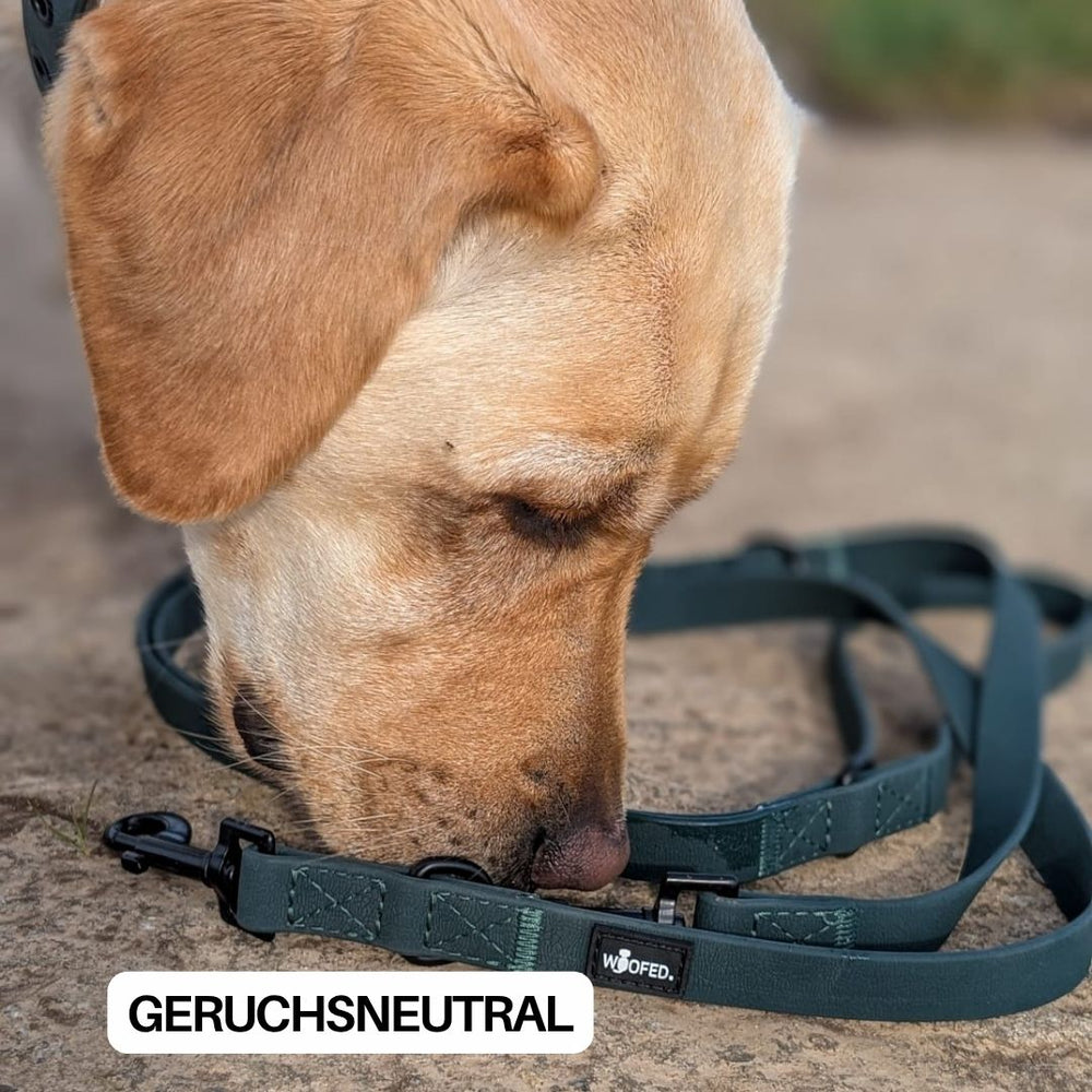 Labrador schnüffelt an einer grünen, geruchsneutralen WOOFLEX® Classic Führleine auf dem Boden.