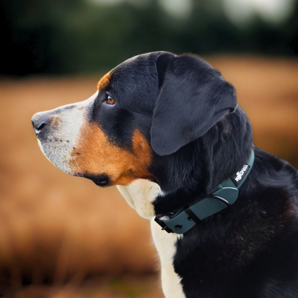 Hund im Profil mit schwarz-braunem Fell trägt verstellbares Halsband WOOFLEX® Classic vor unscharfem goldenen Hintergrund.