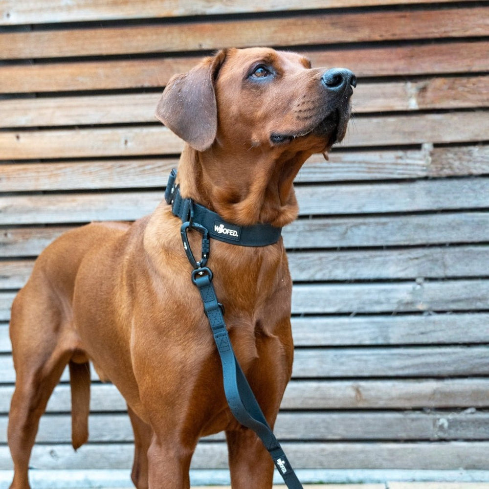 Hund mit braunem Fell, der an einer schwarzen Leine sitzt und ein schwarzes Halsband trägt, vor Holzverkleidung.