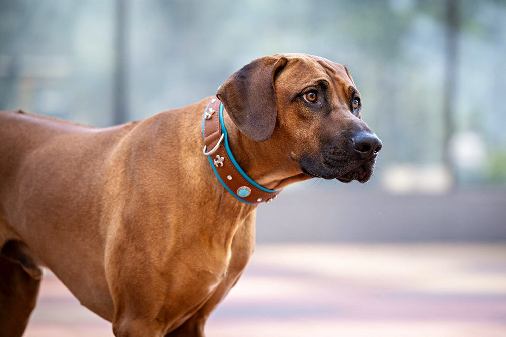 Großer brauner Hund mit auffälligem braun-blauen Halsband, aufmerksam zur Seite blickend. Unschärfe im Hintergrund.