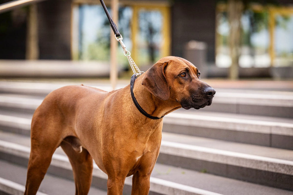 Brauner Hund mit muskulösem Körper an einer Leine vor Stufenanlage, im Hintergrund verschwommene Gebäude und Bäume.