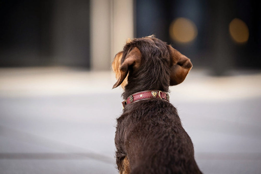 Hund mit braunem Fell trägt rotes Halsband Mini Herzilein Burgundy und sieht in die Ferne, Umgebung unscharf.