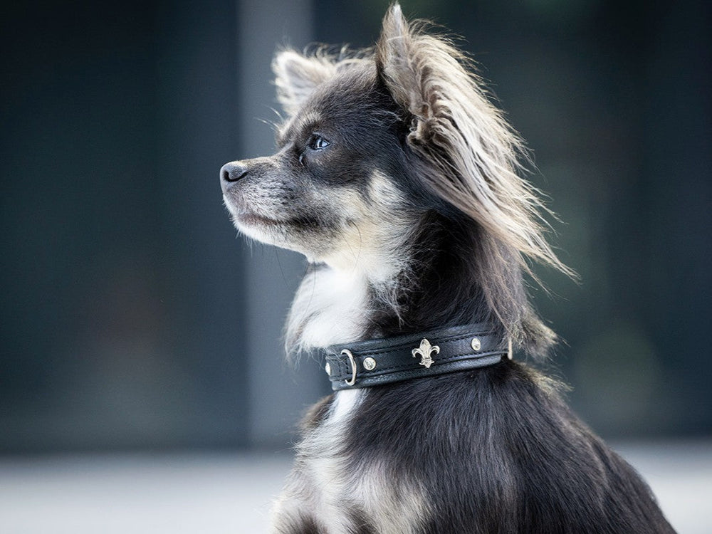 Chihuahua mit glänzendem schwarz-weißem Fell trägt ein elegantes schwarzes Halsband im Profil.