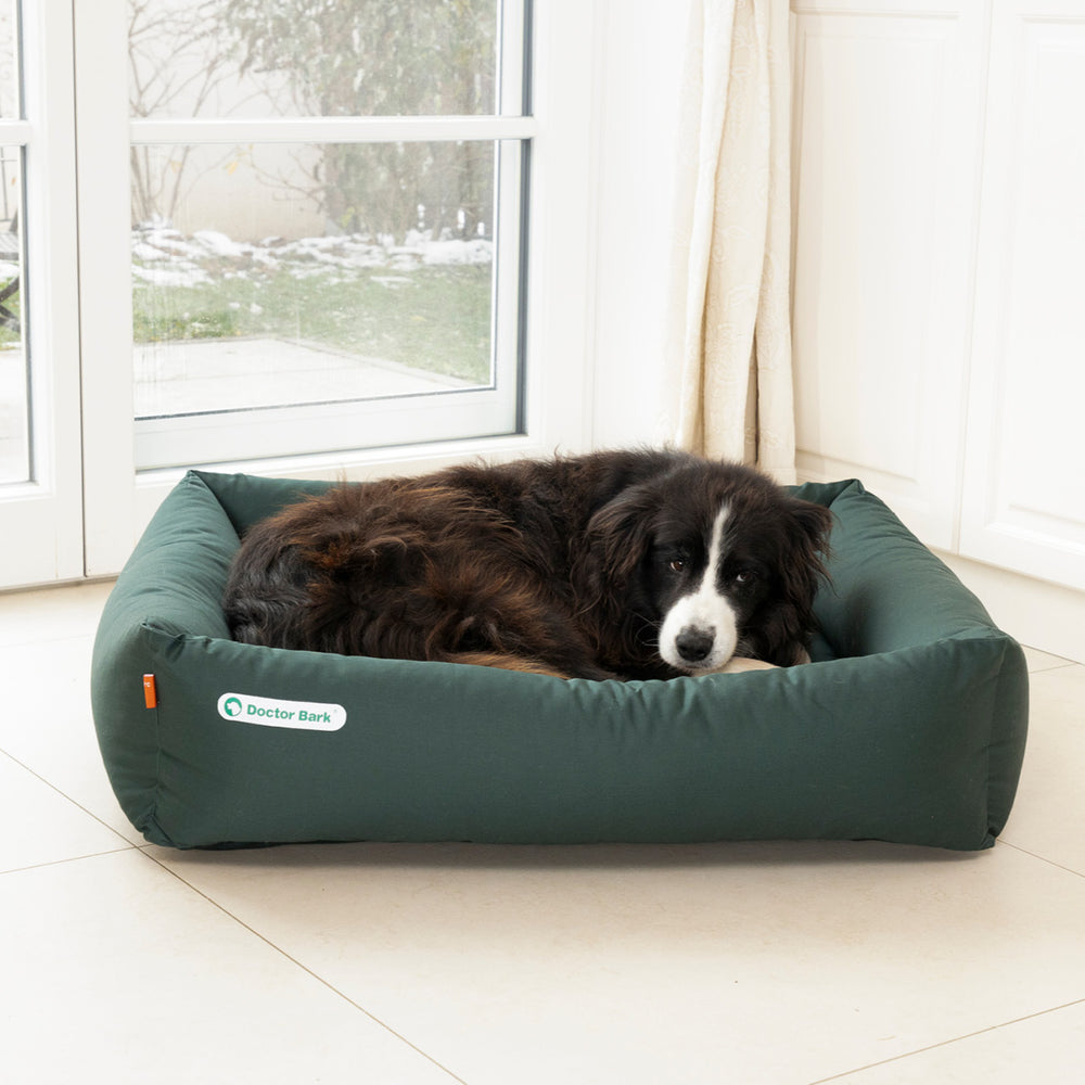 Ein Hund liegt entspannt in einem grünen, rechteckigen Hundebett in einem hellen Raum mit großen Fenstern.