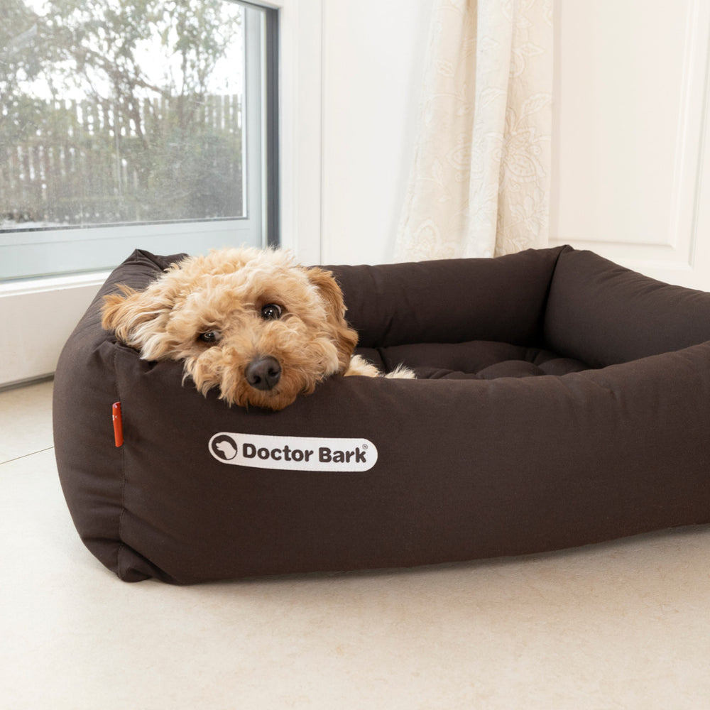 Braunes Doctor Bark Hundebett mit einem entspannten, lockigen Hund, helles Zimmer und Fenster im Hintergrund.